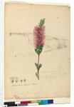 Page 90. Callistemon lanceolatus/Callistemon citrinus, c.1803-06 by John William Lewin