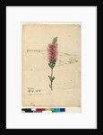 Page 90. Callistemon lanceolatus/Callistemon citrinus, c.1803-06 by John William Lewin