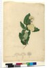 Page 91. Angophora cordifolia, c.1803-06 by John William Lewin