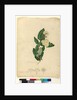 Page 91. Angophora cordifolia, c.1803-06 by John William Lewin