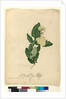 Page 91. Angophora cordifolia, c.1803-06 by John William Lewin