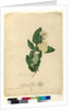 Page 91. Angophora cordifolia, c.1803-06 by John William Lewin