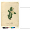 Page 91. Angophora cordifolia, c.1803-06 by John William Lewin