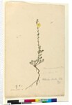 Page 93. Hibbertia stricta, c.1803-06 by John William Lewin