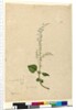 Page 96. Plectranthus australis, c.1803-06 by John William Lewin