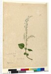 Page 96. Plectranthus australis, c.1803-06 by John William Lewin