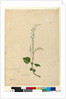 Page 96. Plectranthus australis, c.1803-06 by John William Lewin