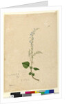 Page 96. Plectranthus australis, c.1803-06 by John William Lewin