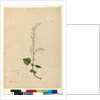 Page 96. Plectranthus australis, c.1803-06 by John William Lewin