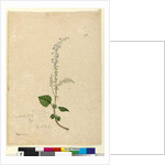 Page 96. Plectranthus australis, c.1803-06 by John William Lewin