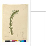 Page 98. Chloanthes stoechadis, c.1803-06 by John William Lewin