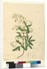 Page 99. Bignonia australis/Pandorea pandorana, c.1803-06 by John William Lewin