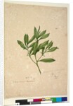 Page 101. Myoporum acuminatum, c.1803-06 by John William Lewin