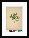 Page 101. Myoporum acuminatum, c.1803-06 by John William Lewin