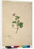 Page 102. Pelargonium australe, c.1803-06 by John William Lewin