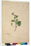 Page 102. Pelargonium australe, c.1803-06 by John William Lewin