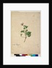 Page 102. Pelargonium australe, c.1803-06 by John William Lewin