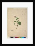 Page 102. Pelargonium australe, c.1803-06 by John William Lewin