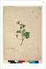 Page 102. Pelargonium australe, c.1803-06 by John William Lewin