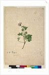 Page 102. Pelargonium australe, c.1803-06 by John William Lewin