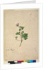 Page 102. Pelargonium australe, c.1803-06 by John William Lewin