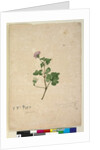 Page 102. Pelargonium australe, c.1803-06 by John William Lewin