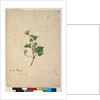 Page 102. Pelargonium australe, c.1803-06 by John William Lewin
