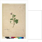 Page 102. Pelargonium australe, c.1803-06 by John William Lewin