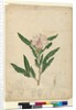 Page 104. Hibiscus heterophyllus, c.1803-06 by John William Lewin