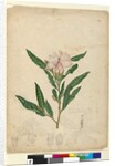 Page 104. Hibiscus heterophyllus, c.1803-06 by John William Lewin