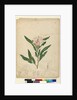 Page 104. Hibiscus heterophyllus, c.1803-06 by John William Lewin