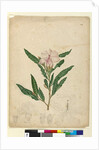 Page 104. Hibiscus heterophyllus, c.1803-06 by John William Lewin