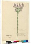 Page 105. Comesperma ericinum, c.1803-06 by John William Lewin