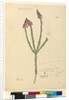 Page 106. Comesperma ericinum, c.1803-06 by John William Lewin