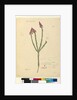 Page 106. Comesperma ericinum, c.1803-06 by John William Lewin