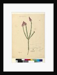Page 106. Comesperma ericinum, c.1803-06 by John William Lewin