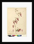 Page 108. Kennedia rubicunda, c.1803-06 by John William Lewin