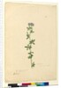 Page 110. Medicago sativa, c.1803-06 by John William Lewin