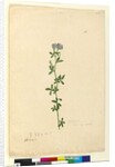 Page 110. Medicago sativa, c.1803-06 by John William Lewin