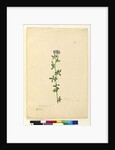 Page 110. Medicago sativa, c.1803-06 by John William Lewin