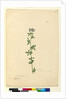 Page 110. Medicago sativa, c.1803-06 by John William Lewin