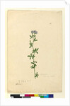 Page 110. Medicago sativa, c.1803-06 by John William Lewin