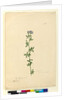 Page 110. Medicago sativa, c.1803-06 by John William Lewin