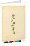 Page 110. Medicago sativa, c.1803-06 by John William Lewin