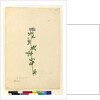 Page 110. Medicago sativa, c.1803-06 by John William Lewin