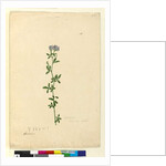 Page 110. Medicago sativa, c.1803-06 by John William Lewin