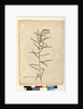 Page 111. Hovea longifolia, c.1803-06 by John William Lewin