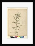 Page 111. Hovea longifolia, c.1803-06 by John William Lewin