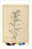 Page 111. Hovea longifolia, c.1803-06 by John William Lewin
