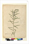 Page 111. Hovea longifolia, c.1803-06 by John William Lewin